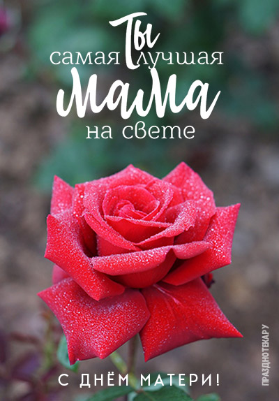 Свежая роза и надпись "Ты самая лучшая мама на свете" открытка ко дню матери