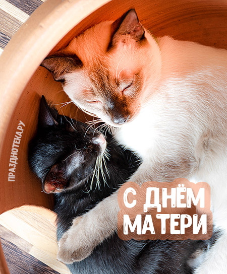 Фото открытка с кошкой мамой и котёнком в обнимку "С Днём матери"