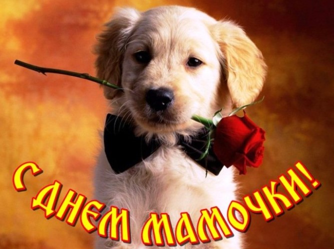 Забавная открытка с собачкой "С Днём матери"