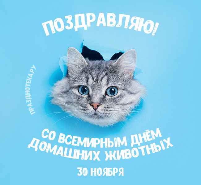 Очень красивая открытка с прикольным котом на Всемирный день домашних животных