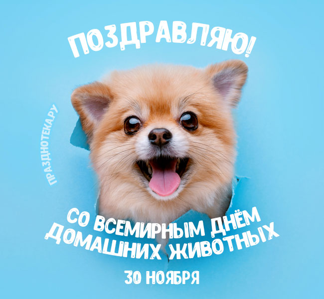 Забавная картинка со смешной собачкой "30 ноября - Всемирный день домашних животных"