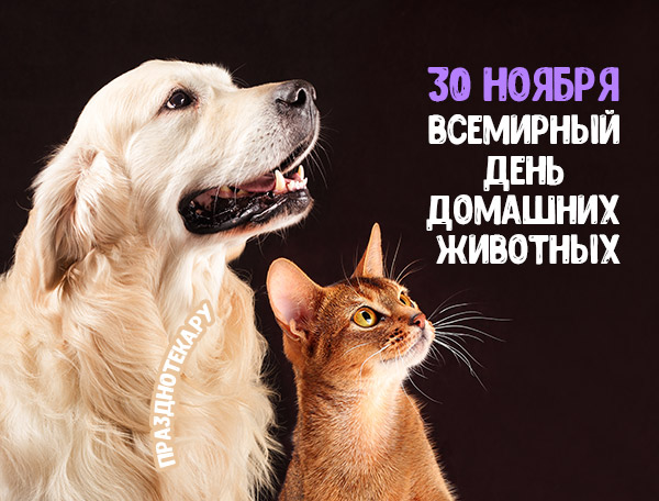 Стильная фото открытка с собакой и кошкой на Всемирный день домашних животных