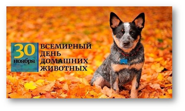 Картинки и гифки со Всемирным днём домашних животных 30 ноября